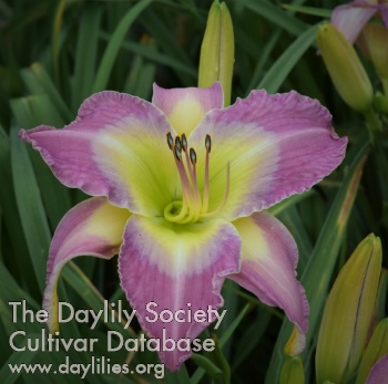 Windyhill's Morning Colors AHS image