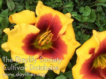 Litzy AHS image