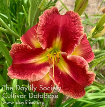 Velvet Bo Acres AHS image