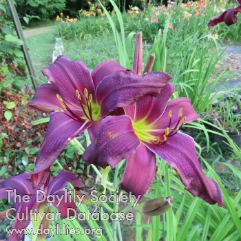Purple Moment AHS image