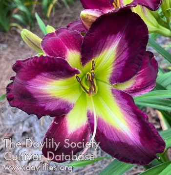 Marvelous Marlette AHS image