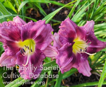 Bear's Sweetpea AHS image