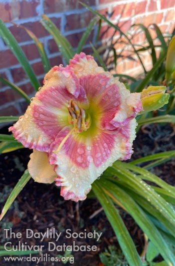 Pink Porcelain Ruffles AHS image
