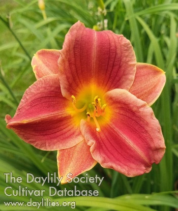 Rusty Bloom AHS image