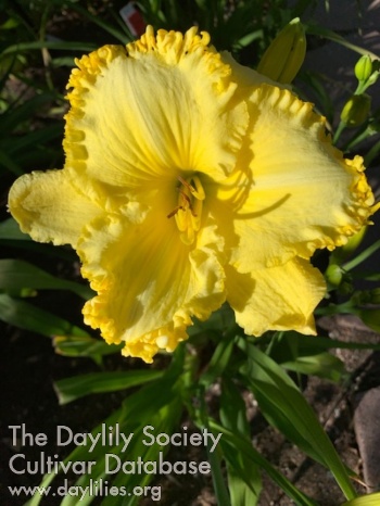 Mama Loved Yellow AHS image