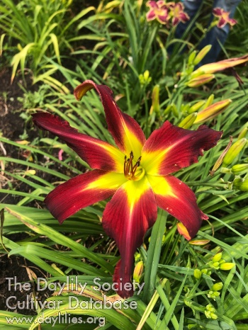 Flames Asunder AHS image