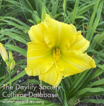 Montana Lemon Drop AHS image