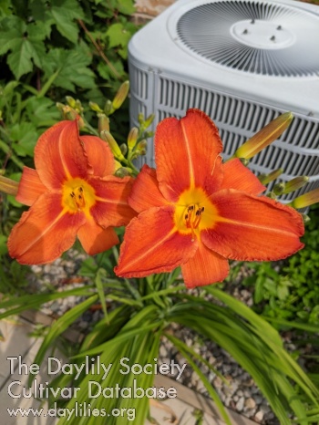 Firefly Summer AHS image