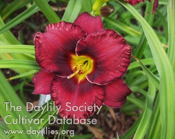 Wendenheider Dunkle Materie AHS image