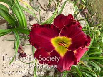 Scott Daniel AHS image