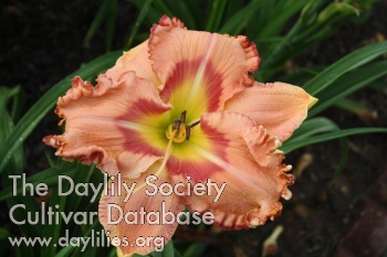 Your Bright Beauty AHS image