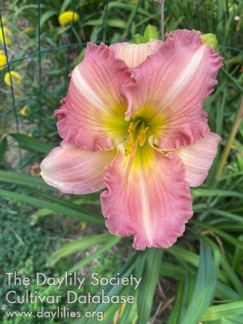 Beautiful Eileen AHS image