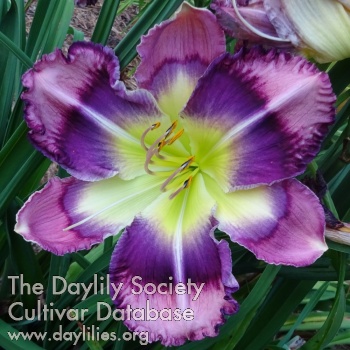 Royal Pansy AHS image