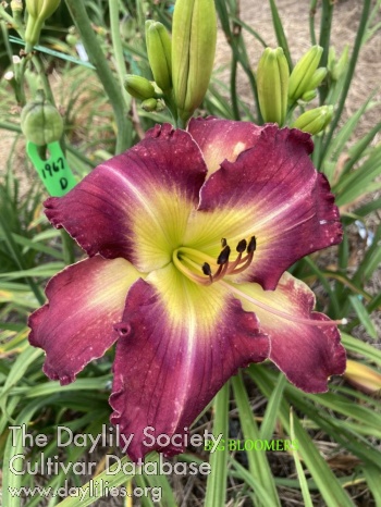 Big Bloomer