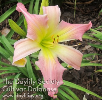 Easter Pink AHS image