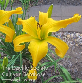 High Country Gold AHS image