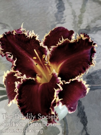 Lightning Frills AHS image
