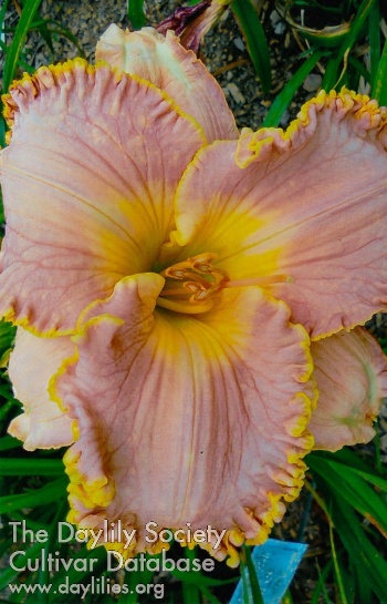 Pink Goodness AHS image