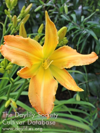 Annemarie Sachweh
