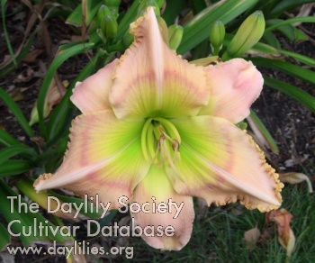 Deer Haven Fairy Mary AHS image