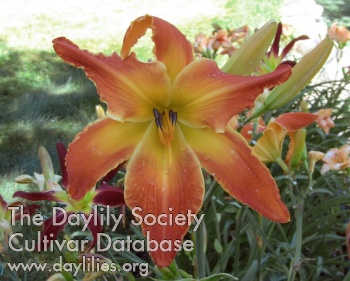 Deer Haven Gentle Giant AHS image