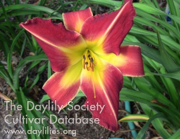 Deer Haven Mardi Gras AHS image