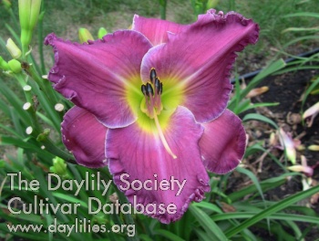 Deer Haven Sugar Plum Fairy AHS image