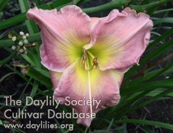 Deer Haven Symphony of Psalms AHS image