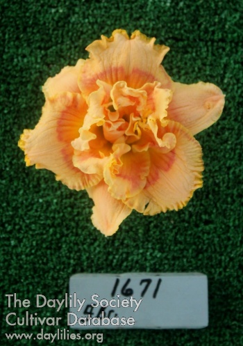 Topguns Natchez Sunrise AHS image