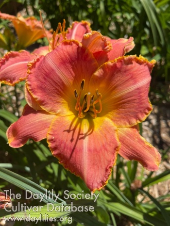 Heatherwood's Donna May AHS image