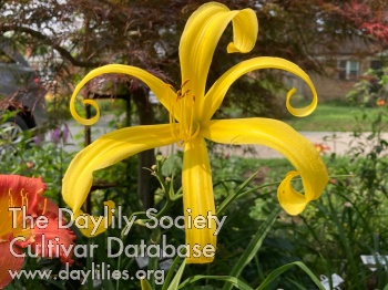 April Forsythe Memorial AHS image