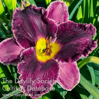 Utah Purple Majesty AHS image