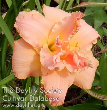 Mema's Apricot Dream AHS image