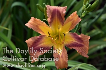 Windyhill's Pumpkin and Spice AHS image