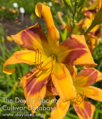 His Royal Orangeness AHS image