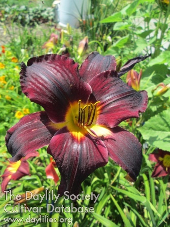 Patti's Dark Silk Pyjamas