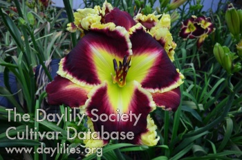Dragons' Dare AHS image