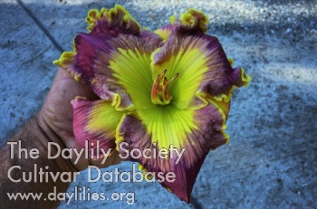 Mystic Greens AHS image