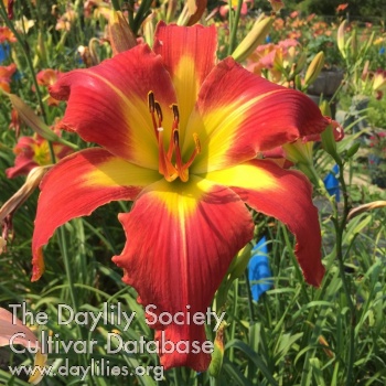 Barb's Garden Flame