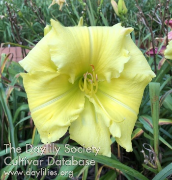 Pineapple Sorbet AHS image