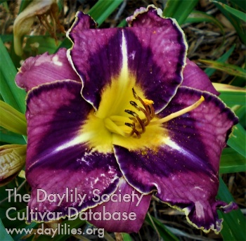 Derek David AHS image