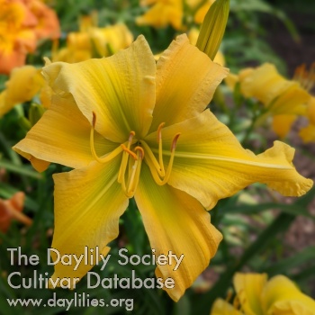 Hawk's Summer Squash AHS image