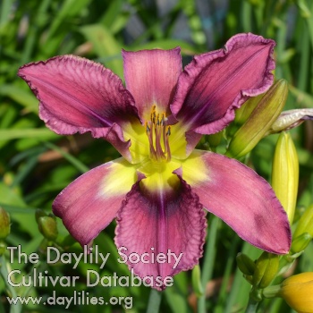 Purple Aphrodite AHS image