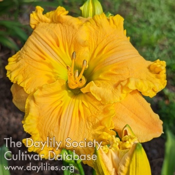 Everyday is Saturday AHS image
