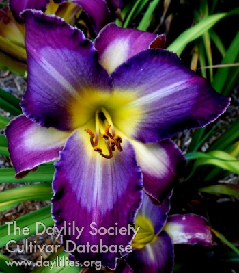 Kimmy of Chatham AHS image