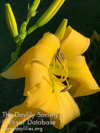 Towering over Ridgeville AHS image