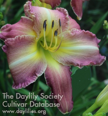 Sanci's Fancy Bouquet AHS image