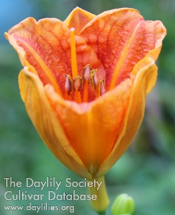 Tulip Imposter AHS image