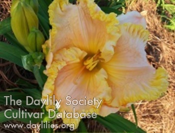 Nash's Bumble Bee AHS image