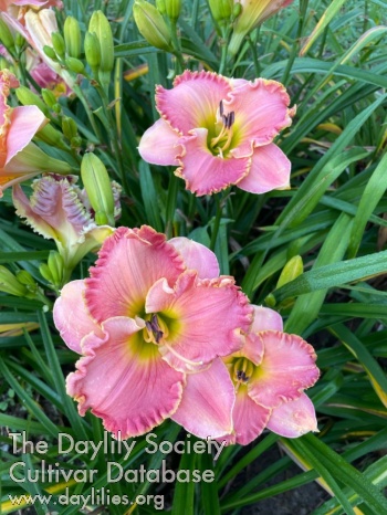 Perpetual Pink